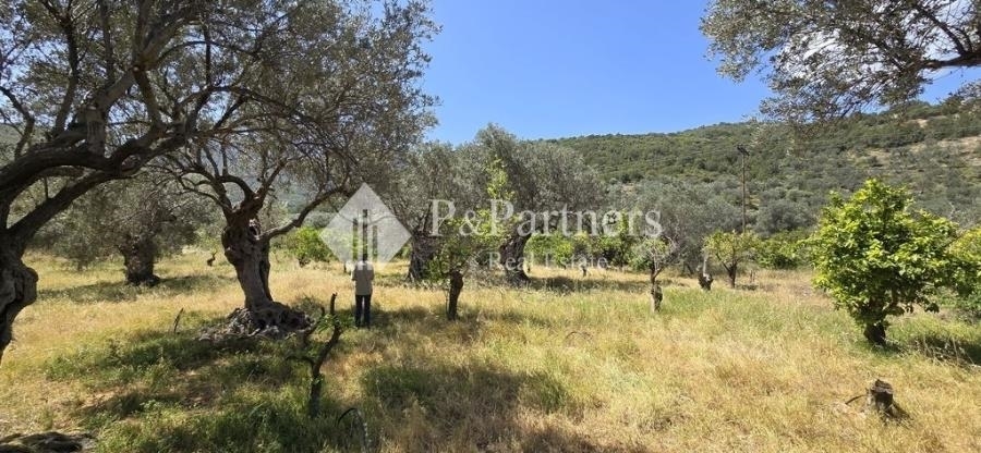 (For Sale) Land Plot || Piraias/Troizinia - 6.932 Sq.m, 105.000€ 